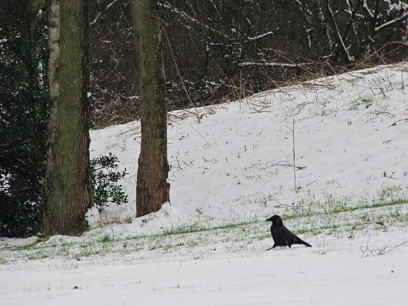 Wandeling De Paalse Plas 24-2-2013 (50).JPG